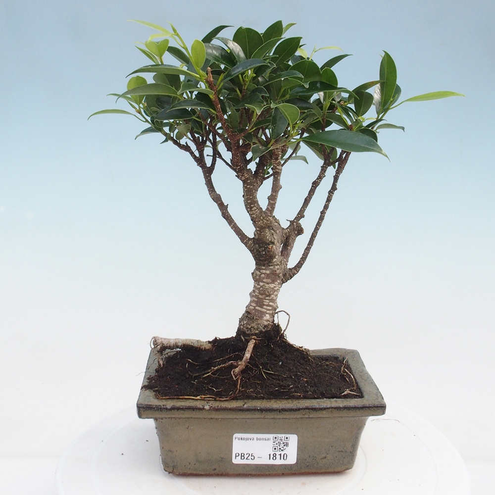 Indoor bonsai - Ficus retusa - small-leaved ficus