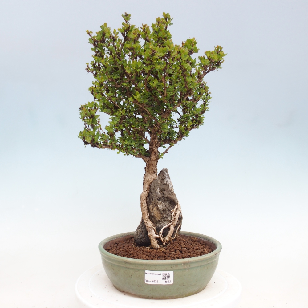 Outdoor bonsai - Berberis coreana