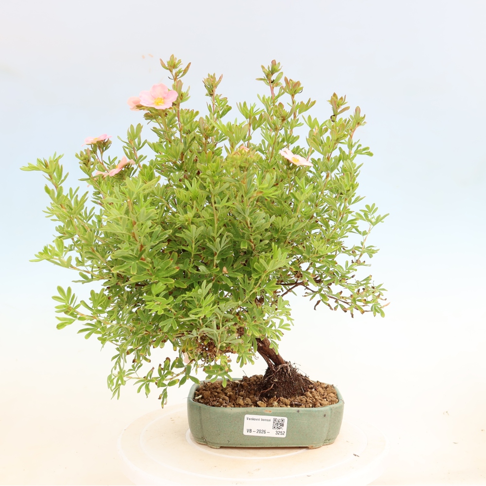 Outdoor Bonsai—Shrubby Cinquefoil—Potentilla fruticosa 'Bellissima'