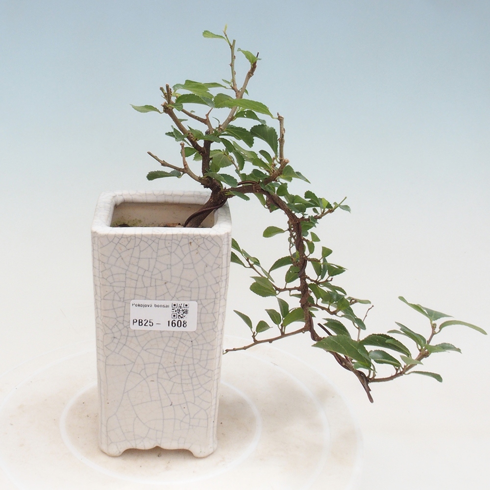 Indoor bonsai - Grewia occidentalis - Lavender star
