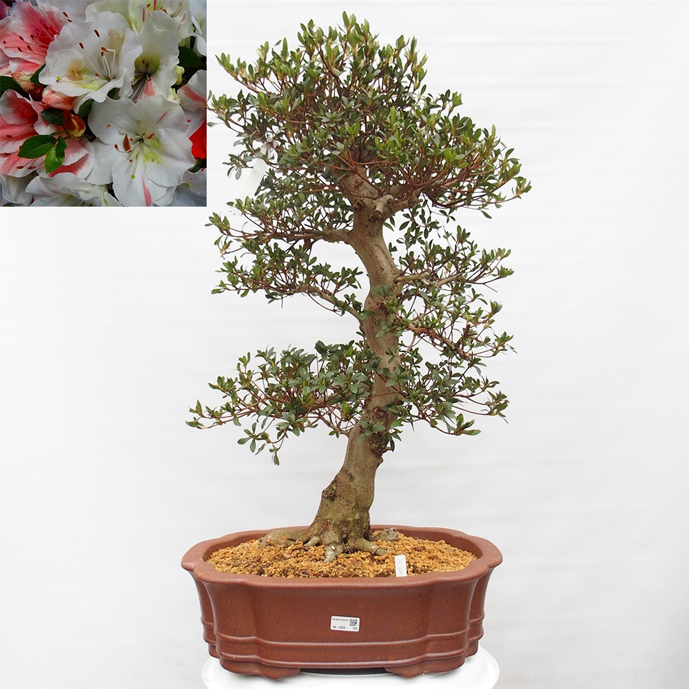 Outdoor bonsai - Japanese Azalea - Azalea Sansai