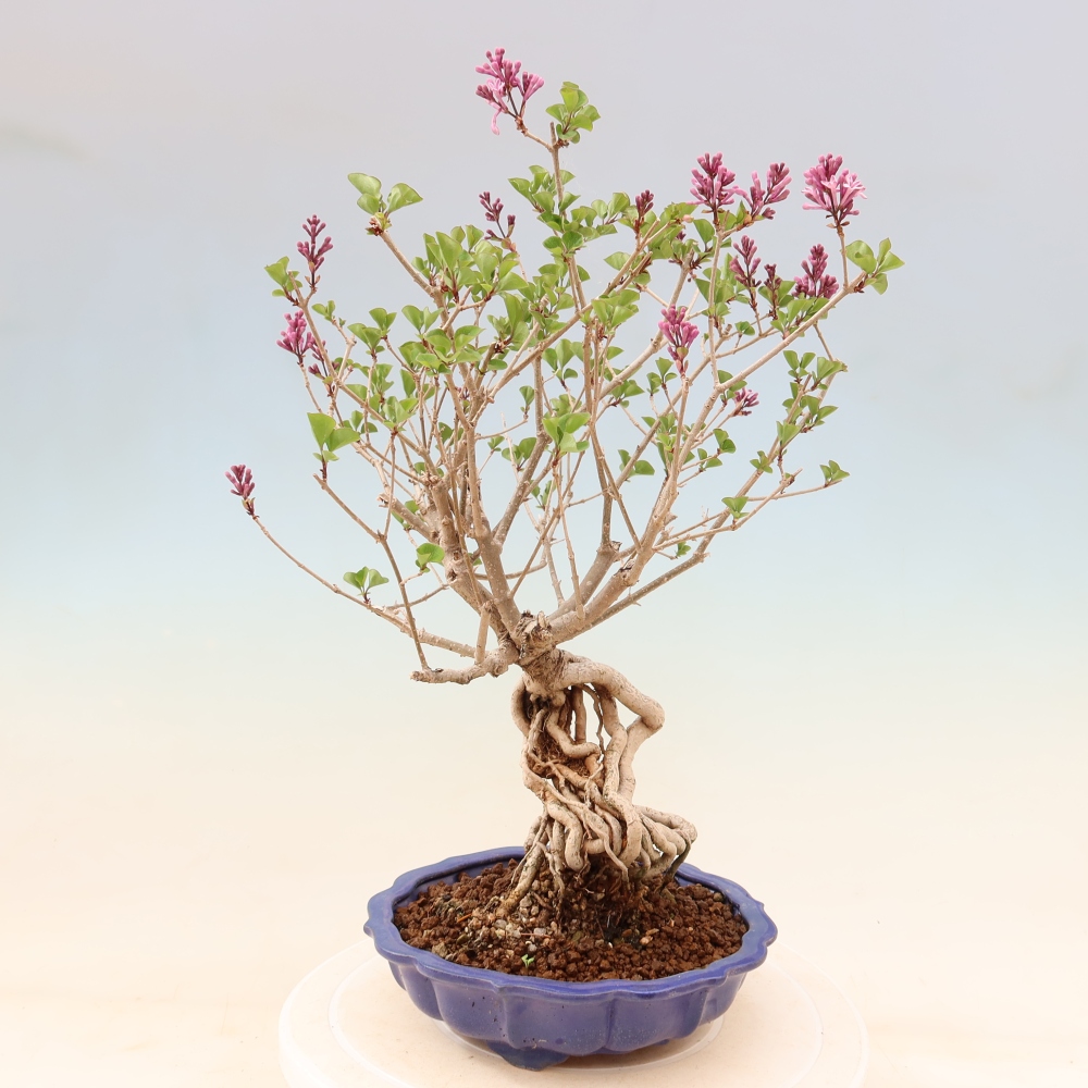Outdoor bonsai - Syringa microphylla - small-flowered lilac