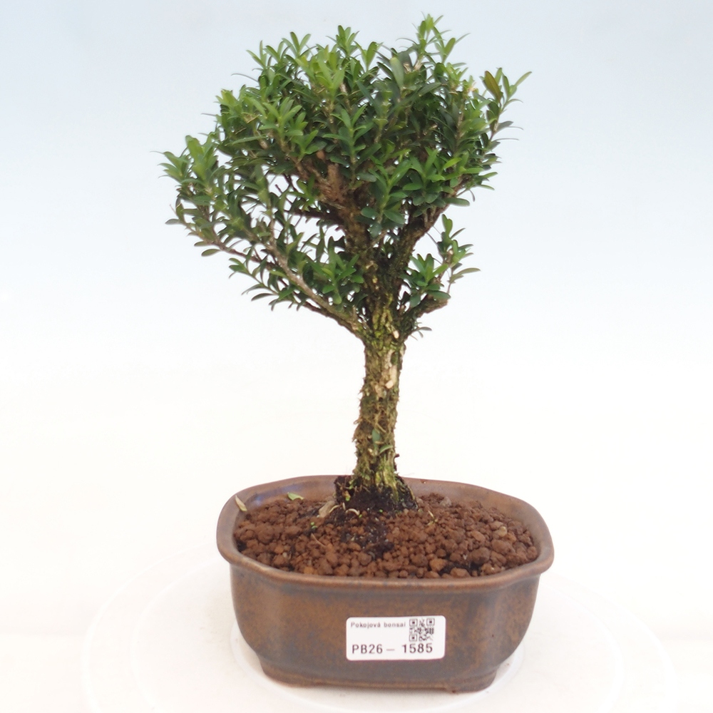 Room bonsai - Buxus harlandii - cork buxus