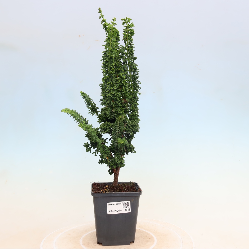 Outdoor bonsai - Cham. obtusa SEKKA HINOKI - Cypress