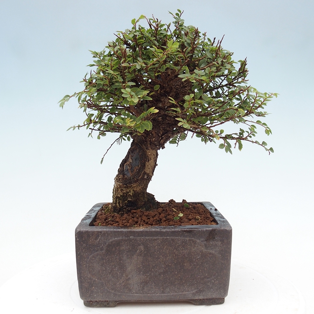 Outdoor bonsai - Ulmus parvifolia Hokkaido - Chinese elm