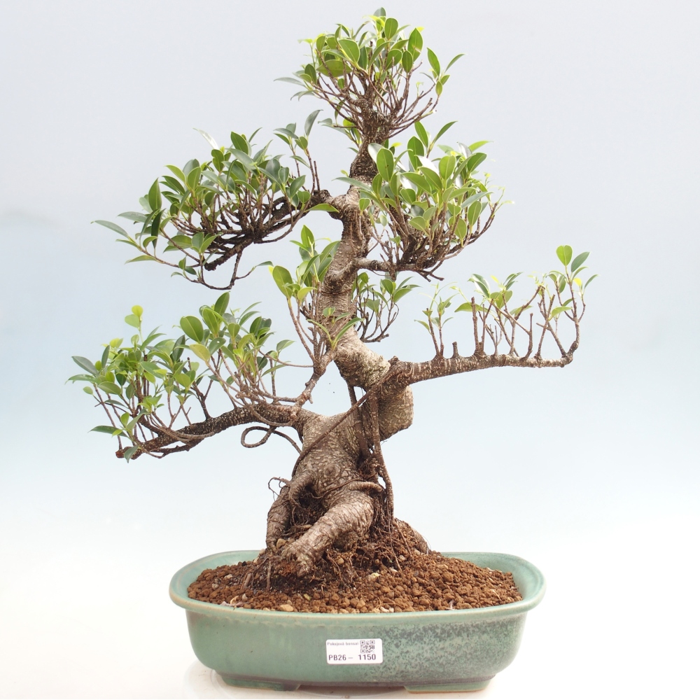 Room bonsai - Ficus kimmen - small-leaved ficus
