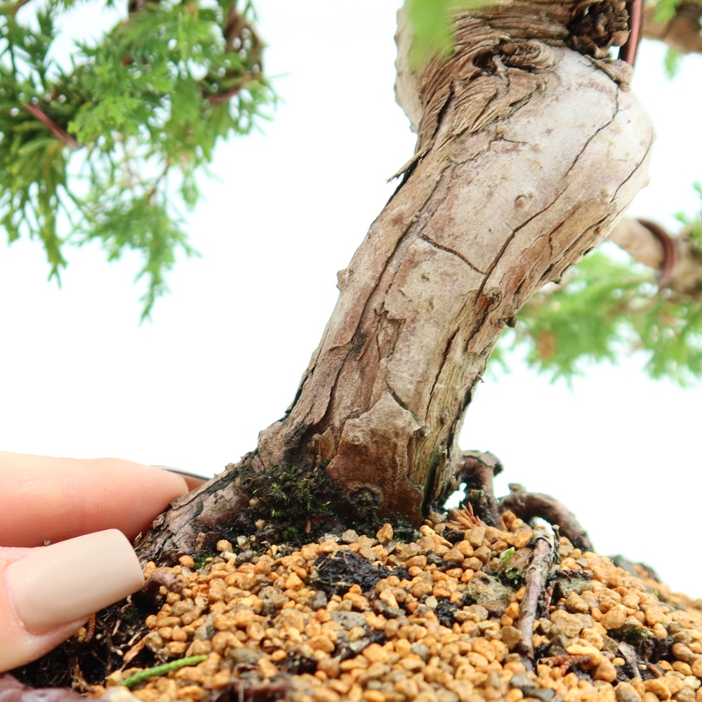Outdoor Bonsai - Juniperus chinensis Itoigawa - Chinese Juniper