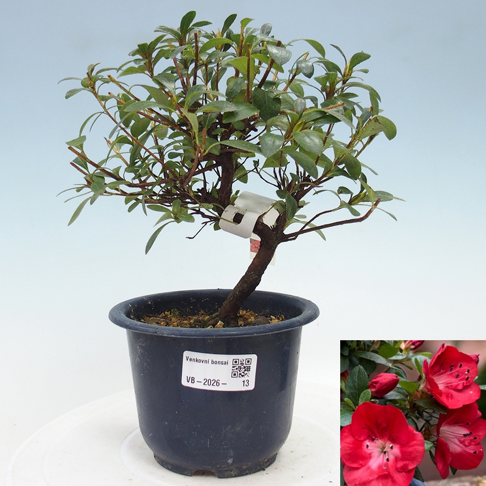 Outdoor bonsai - Japanese Azalea - Azalea Benibeni