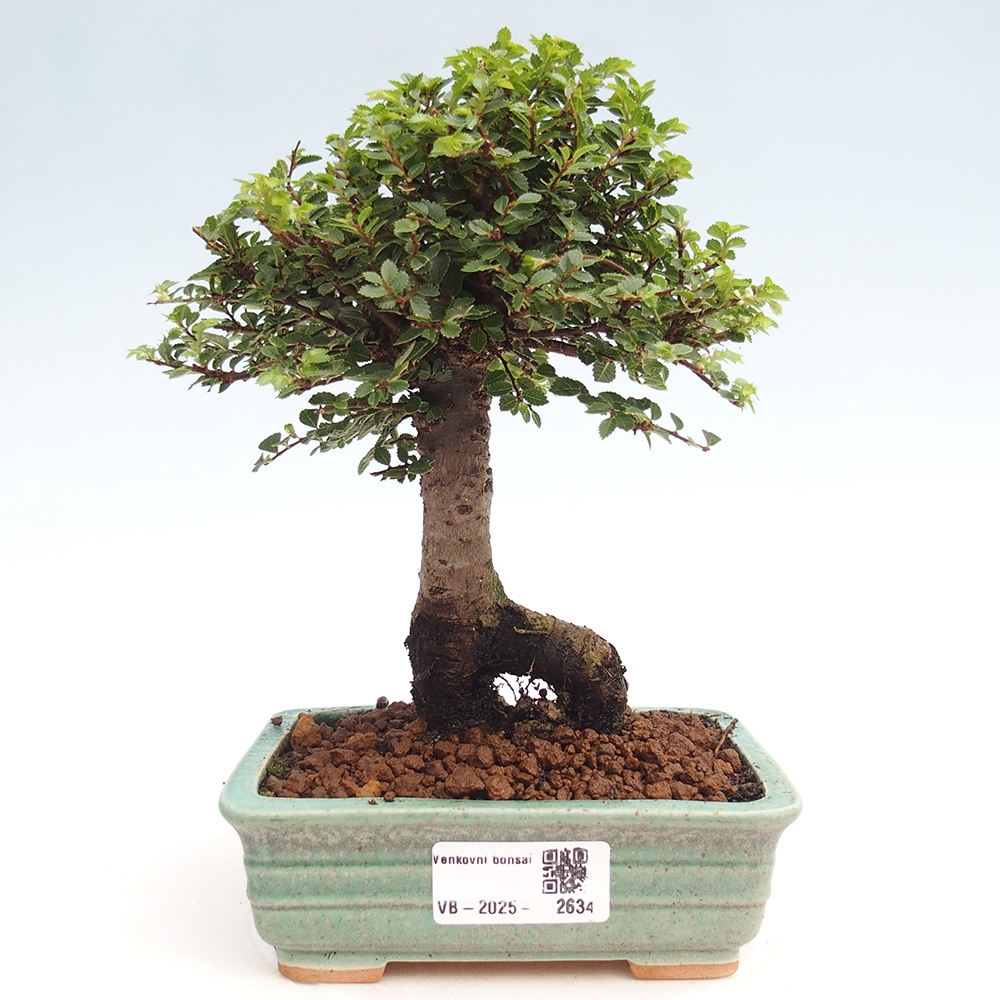 Outdoor bonsai - Ulmus parvifolia Hokkaido - Chinese elm