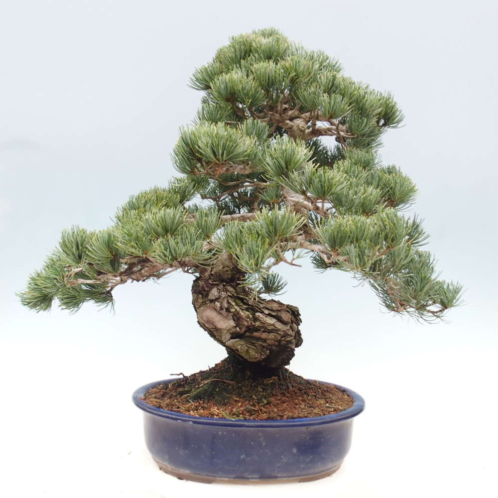 Outdoor bonsai - Pinus parviflora - Small pine tree