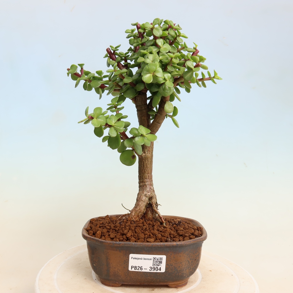 Room bonsai - Portulakaria Afra - Tlustice