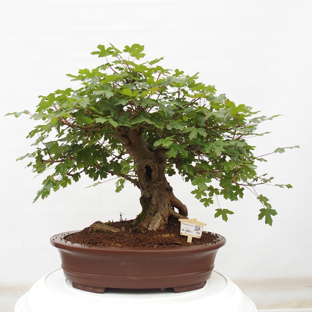 Outdoor bonsai - Acer Campestre - Baby maple