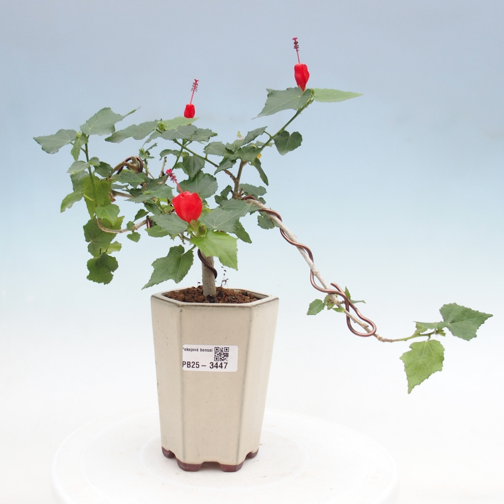 Indoor bonsai - Malvaviscus arboreus