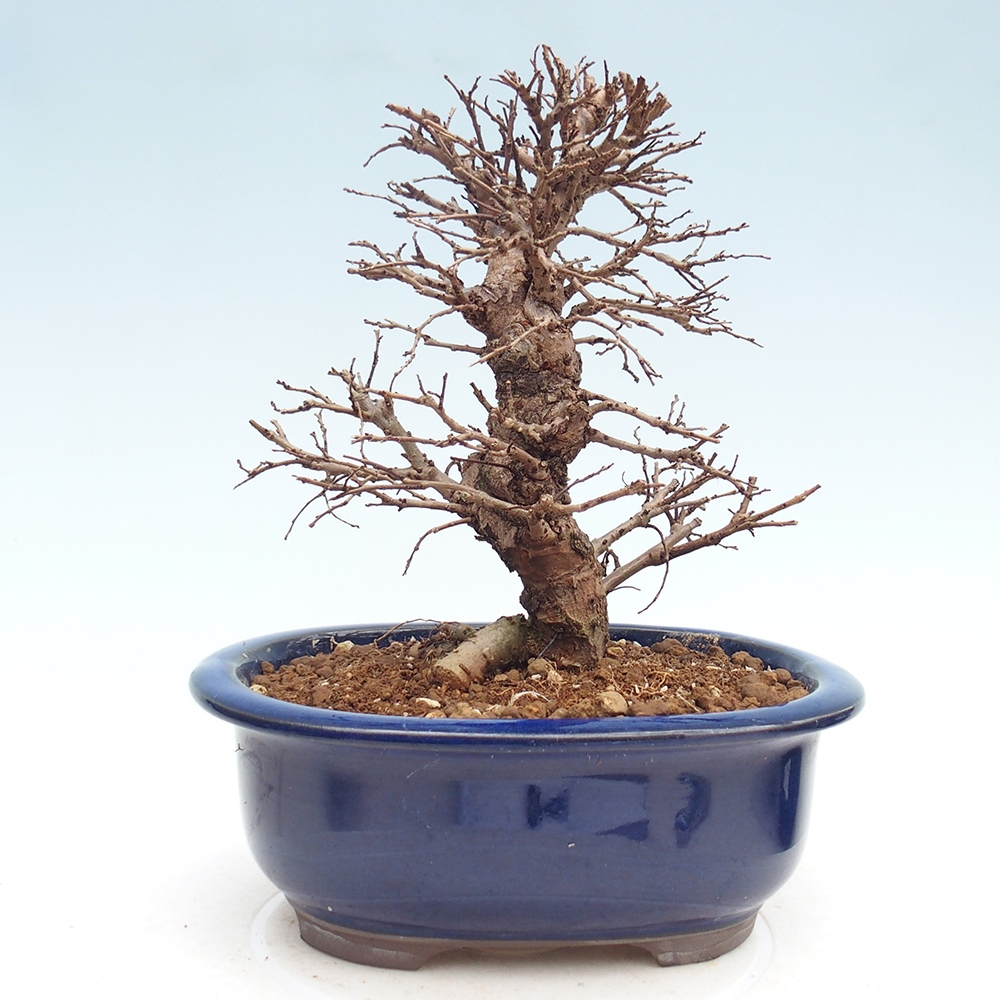 Outdoor bonsai - Zelkova - Zelkova NIRE