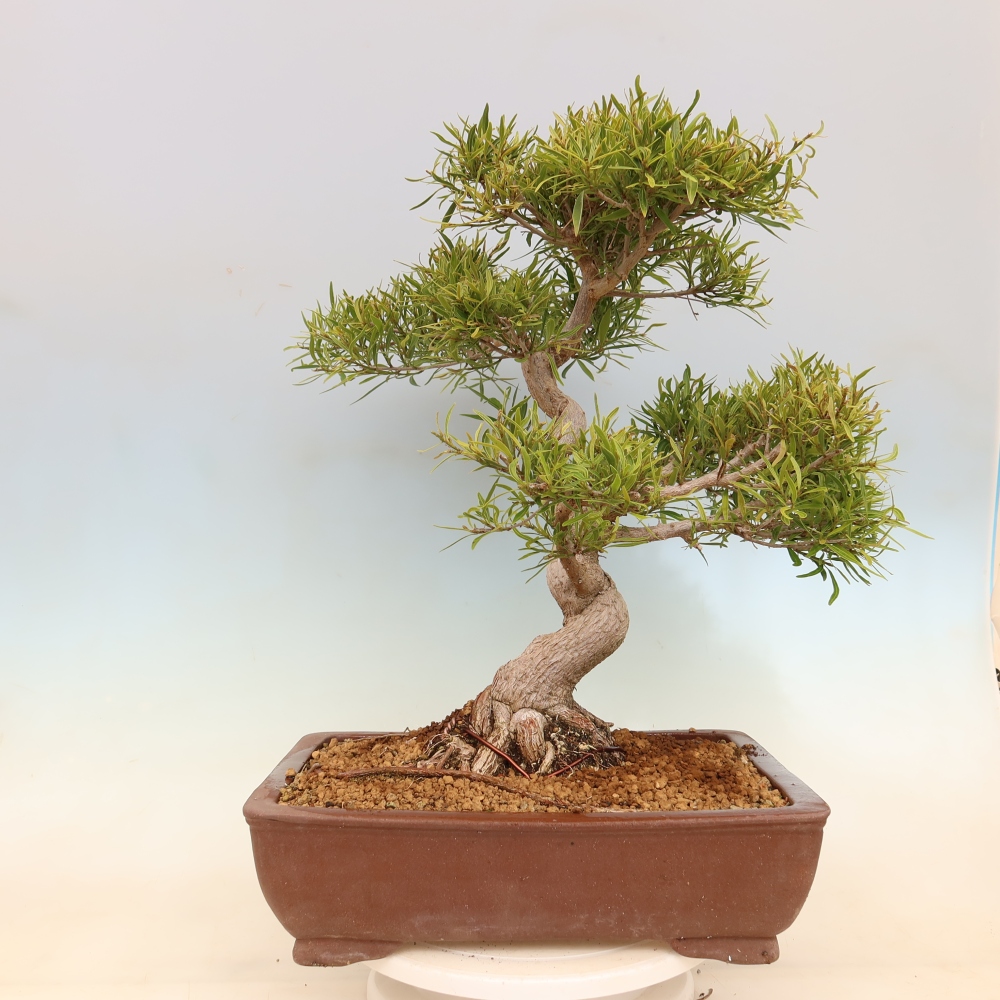 Room bonsai - Ficus nerifolia - small-leaved ficus