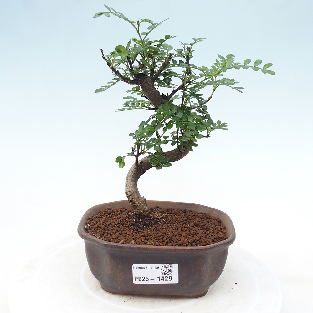 Indoor bonsai - Zantoxylum piperitum - Peppermint