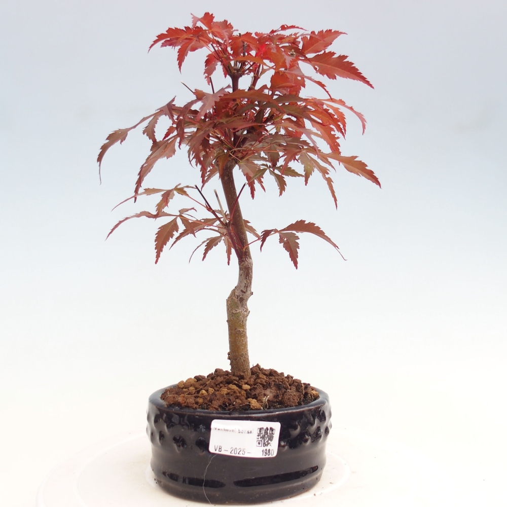Outdoor bonsai - Acer palm. Atropurpureum-Palmleaf Maple