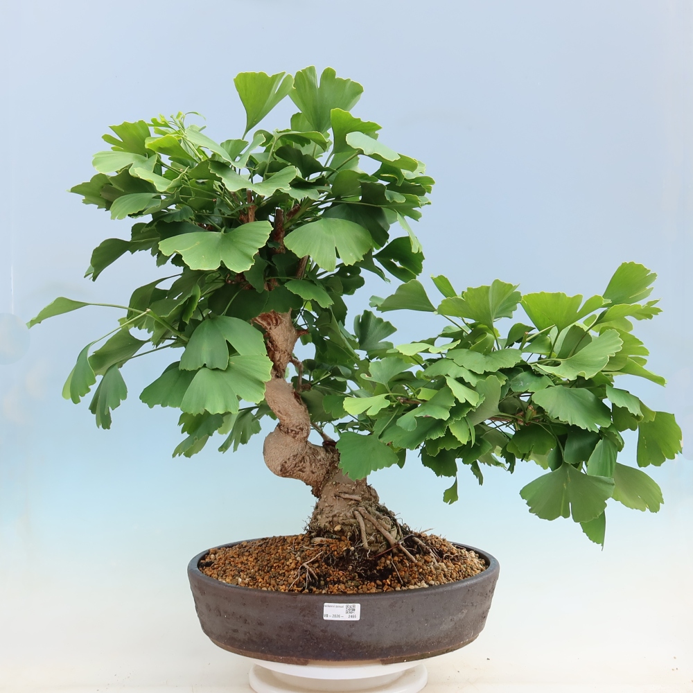 Outdoor bonsai - Ginkgo biloba - Ginkgo biloba