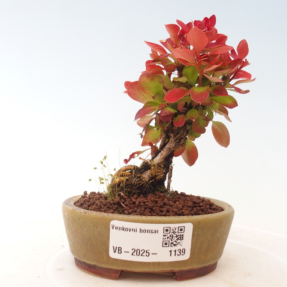 Outdoor bonsai - Berberis thunbergii Kobold - Dřištál Thunberg's