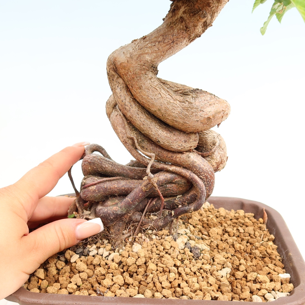 Outdoor bonsai -Carpinus coreana - Korean Hornbeam
