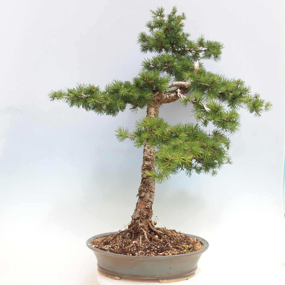 Outdoor bonsai -Larix decidua - Larch