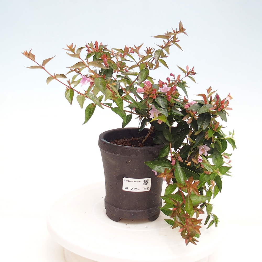 Outdoor bonsai - Abelia Grandiflora - Abelia grandiflora