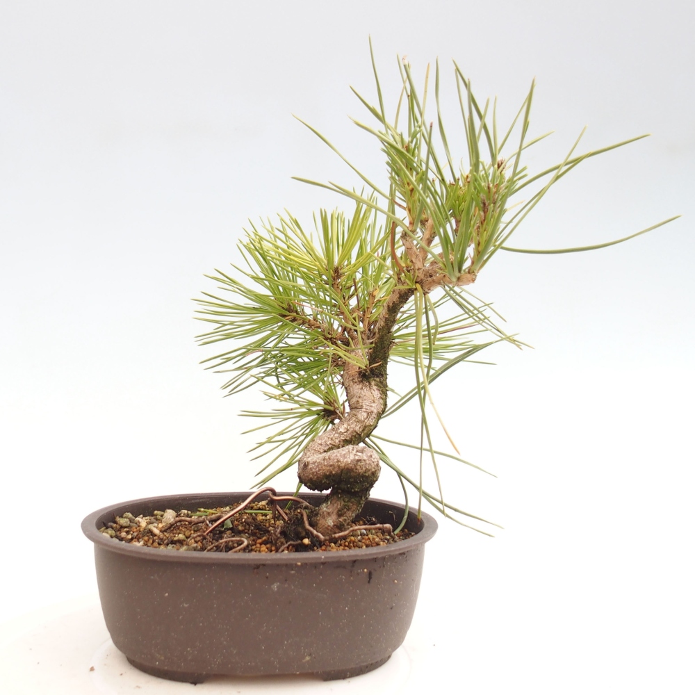 Outdoor bonsai - Pinus thunbergii - Thunbergia pine