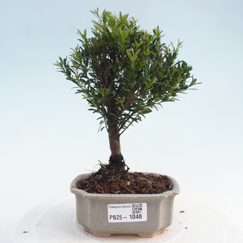 Room bonsai - Syzygium - Pimentovník