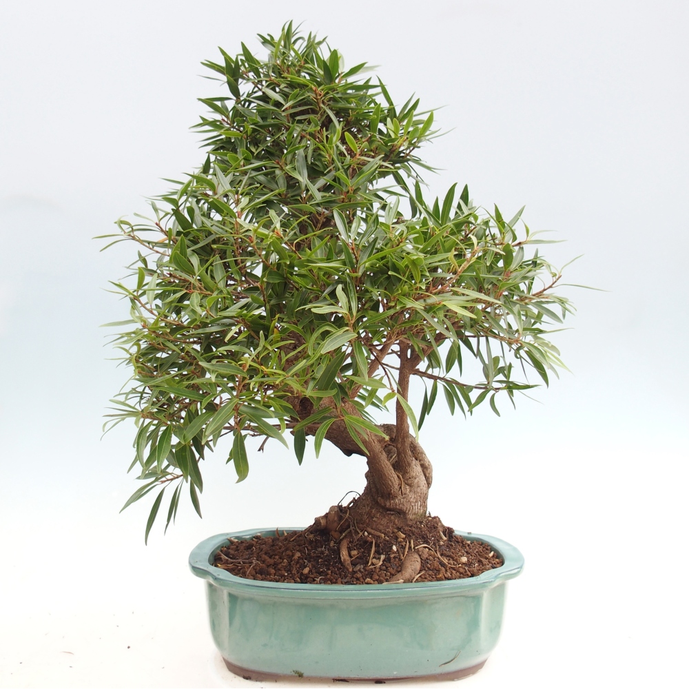 Room bonsai - Ficus nerifolia - small-leaved ficus
