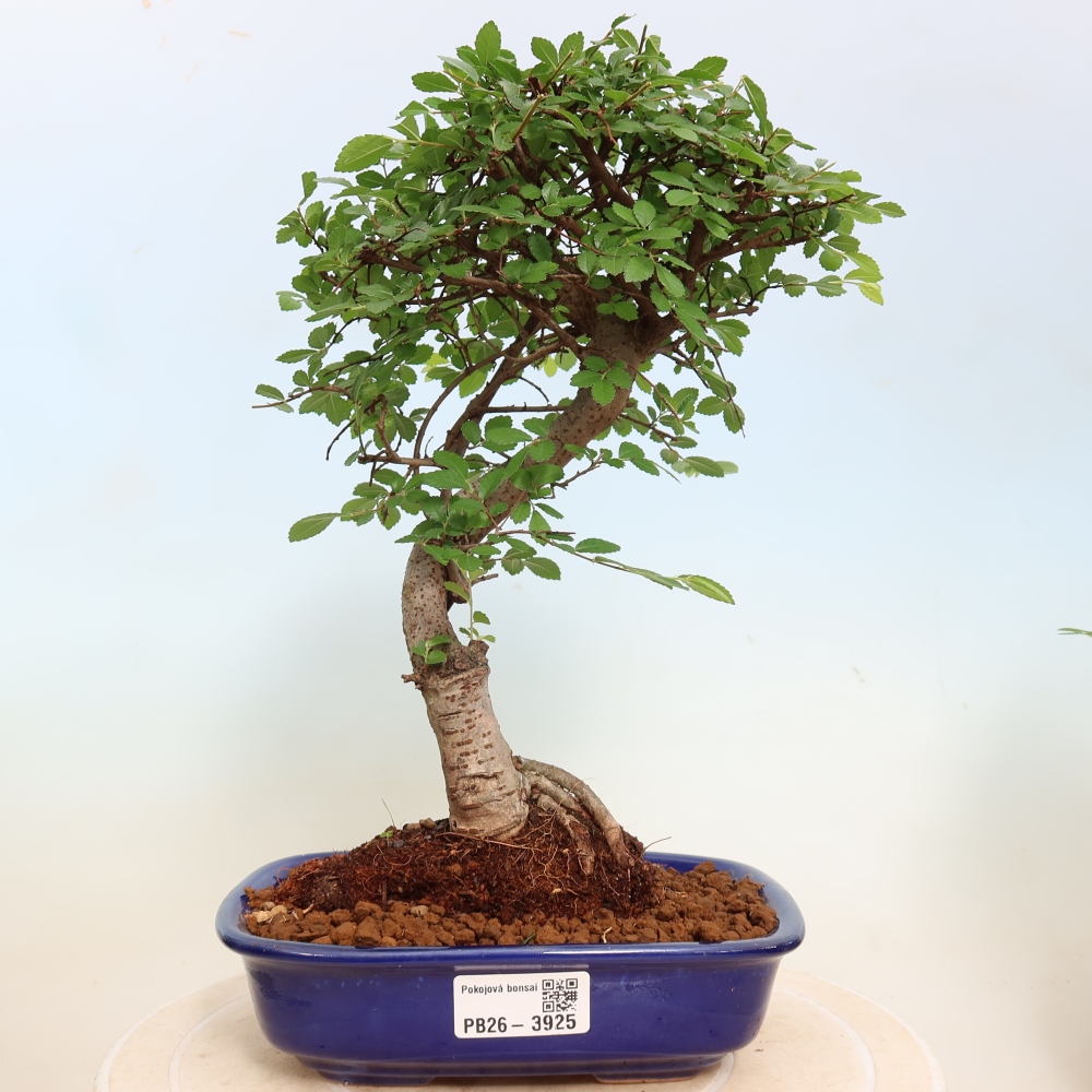Room bonsai - Ulmus parvifolia - Small-leaved elm