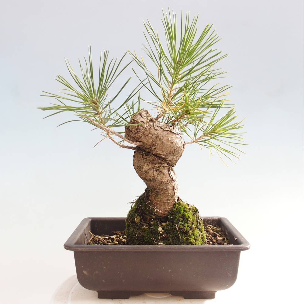 Outdoor bonsai - Pinus thunbergii - Thunberg pine