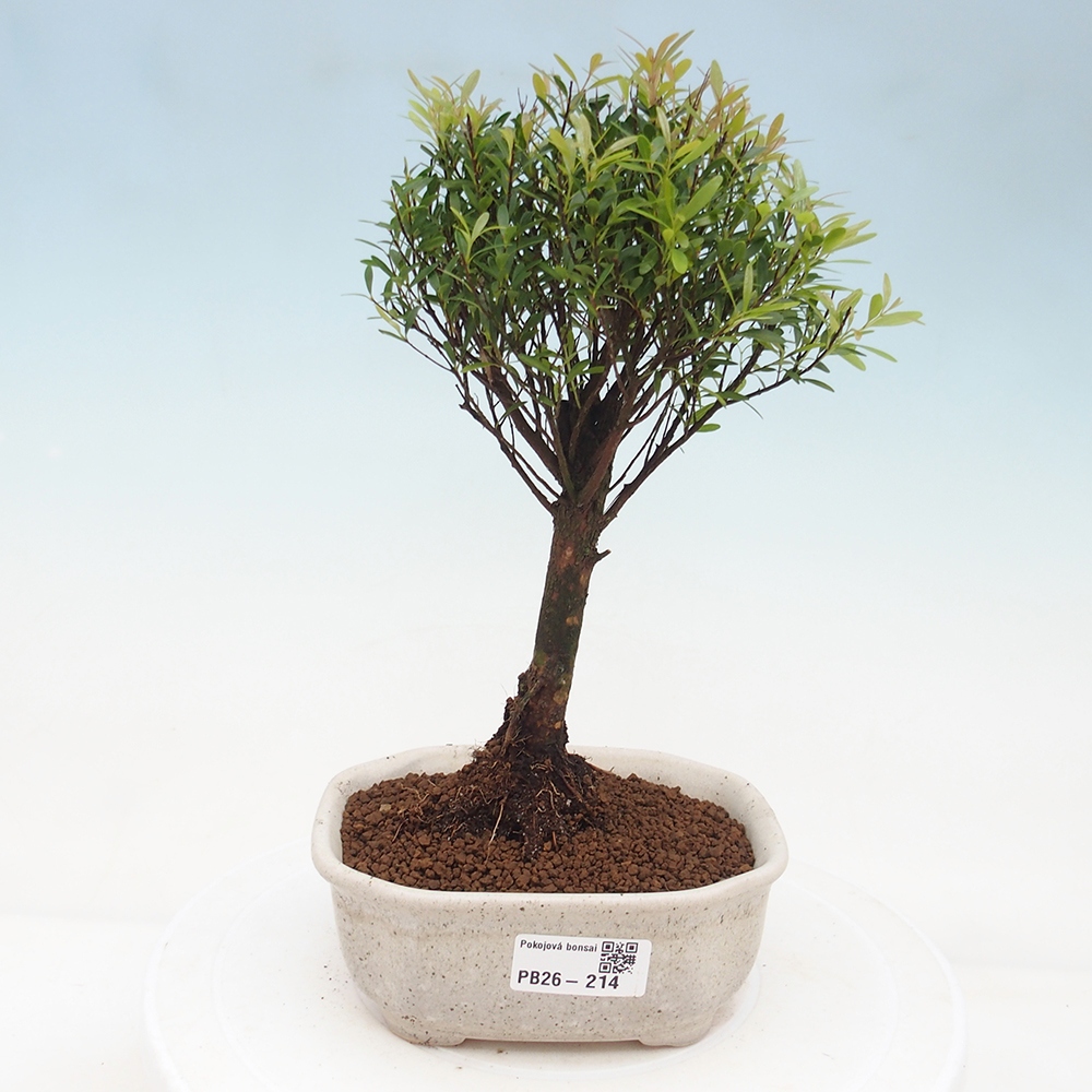 Room bonsai - Syzygium - Pimento