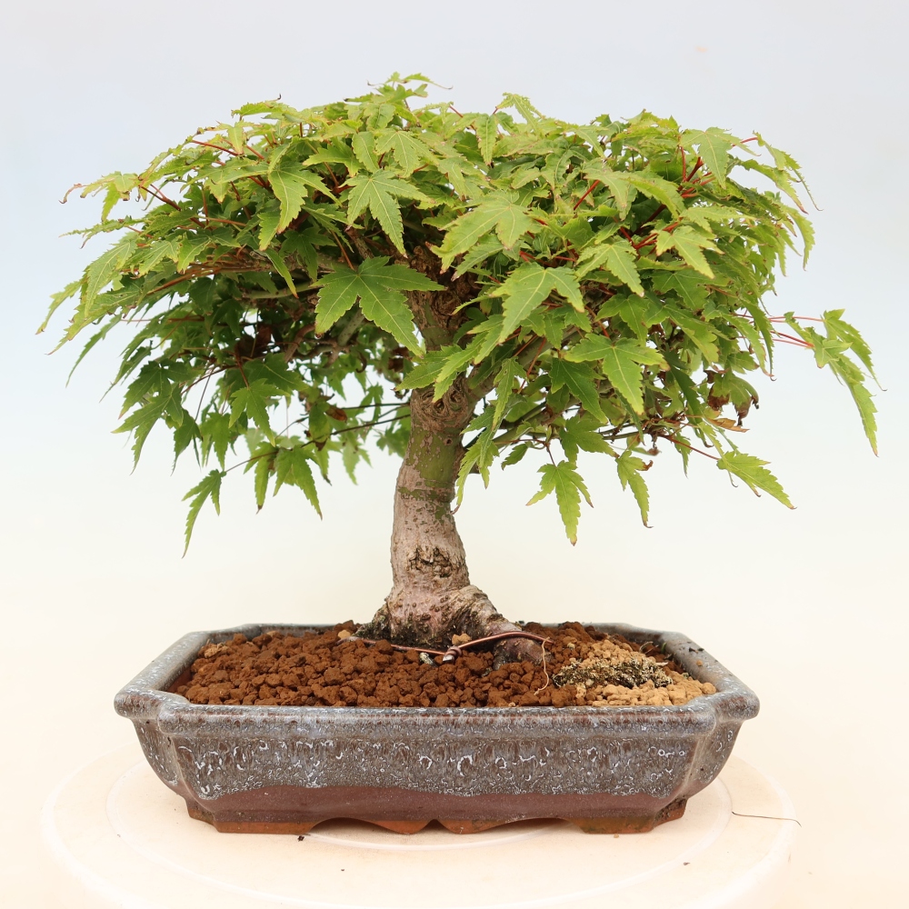 Acer palmatum KIOHIME - Palmetto maple