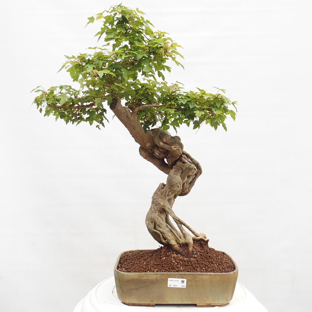 Outdoor bonsai - Maple Buergerianum - Burger Maple