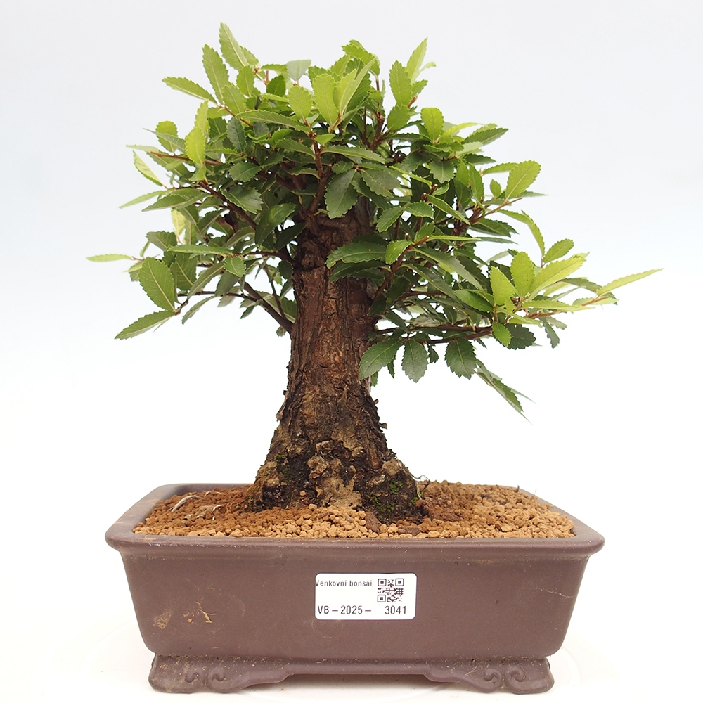 Outdoor bonsai - Zelkova - Zelkova NIRE