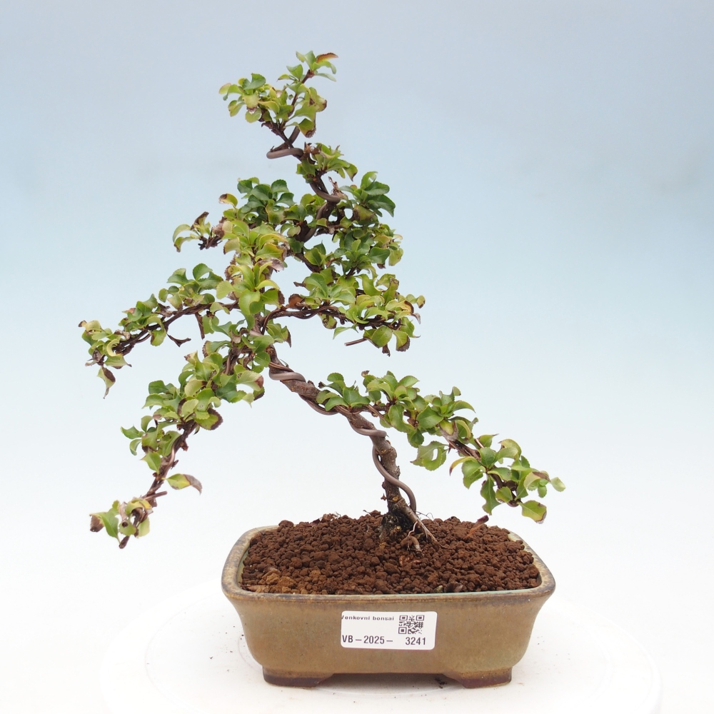 Outdoor bonsai - Chaenomeles with. Red Joy - Quince