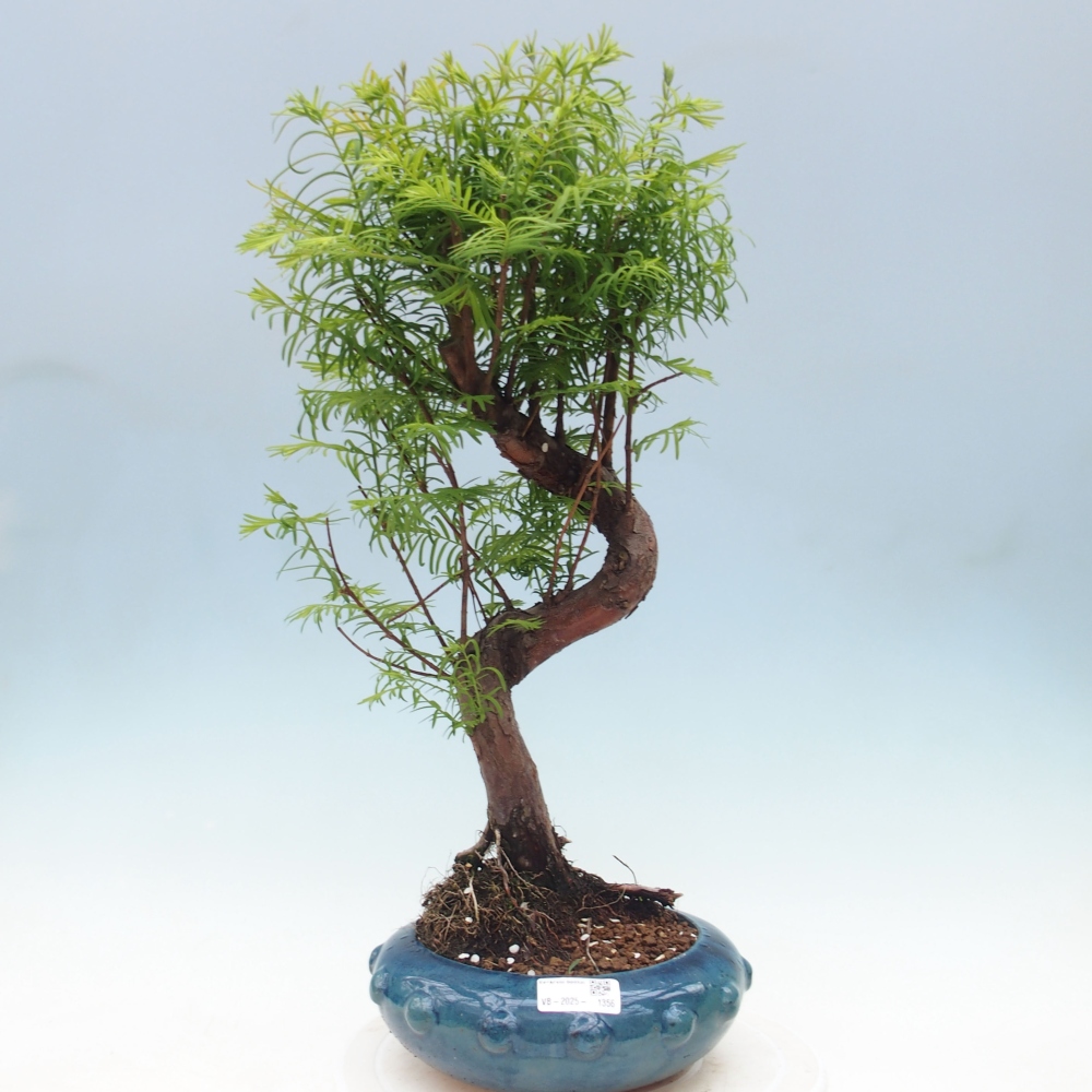 Outdoor bonsai - Metasequoia glyptostroboides - Chinese Metasequoia