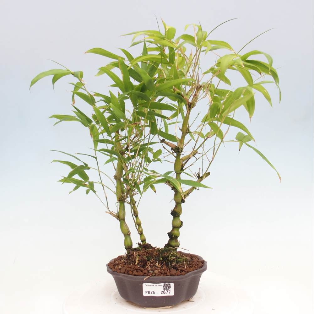 Indoor bonsai - Bamboo Buddha-Bamboo Buddha's belly