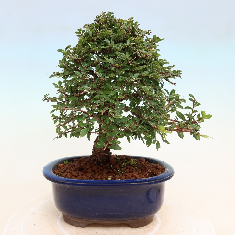 Outdoor bonsai - Zelkova - Zelkova NIRE