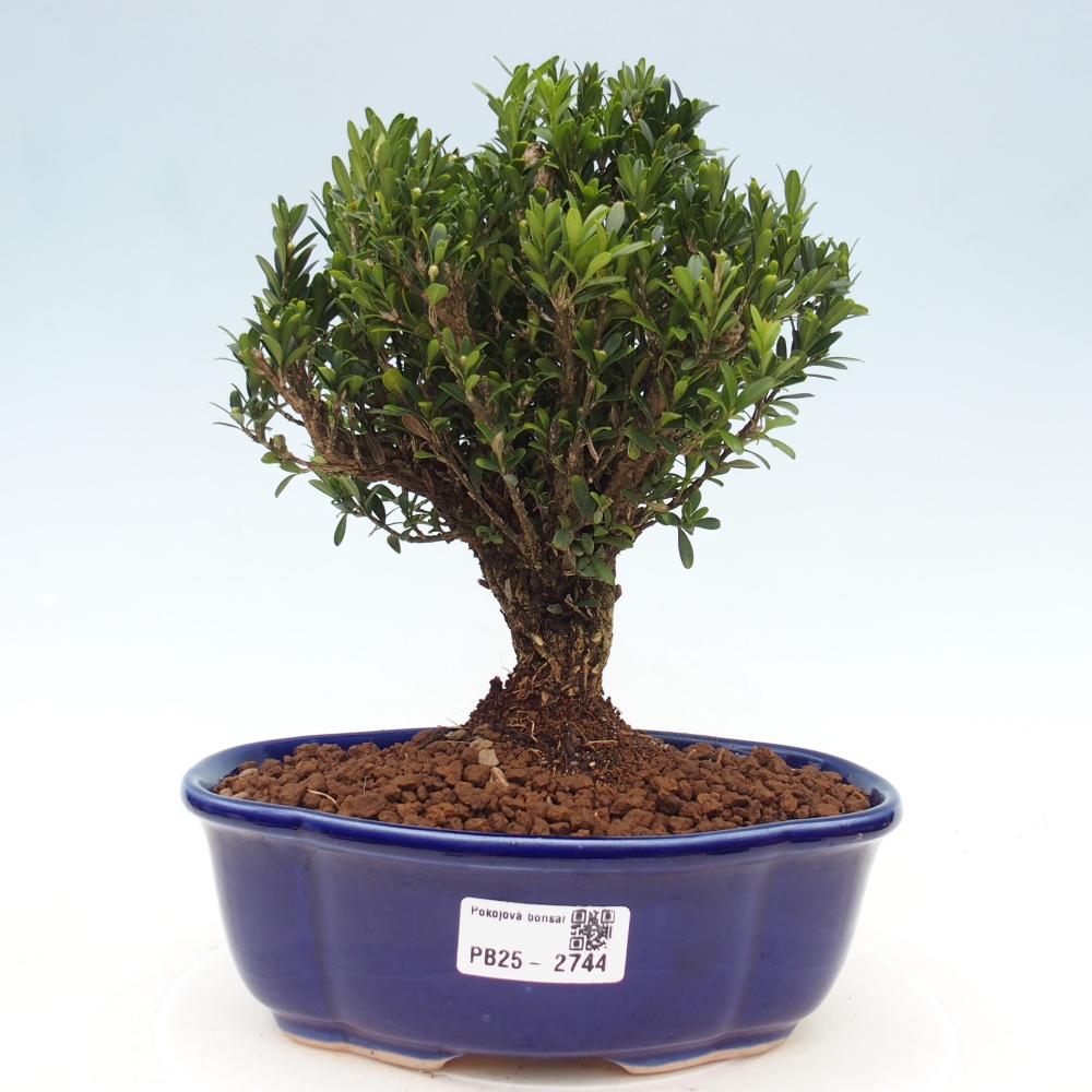 Indoor bonsai - Buxus harlandii - Cork boxwood
