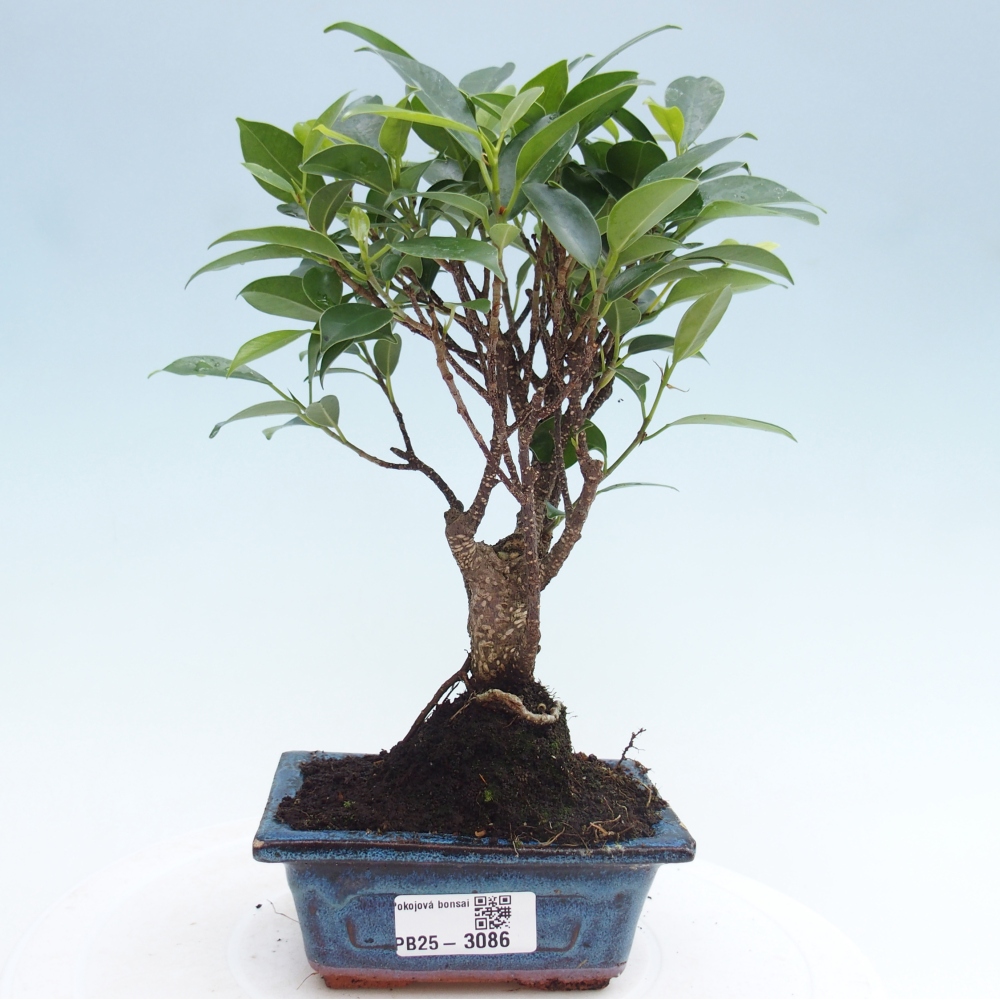Indoor bonsai - Small-leaved ficus - Ficus kimmen