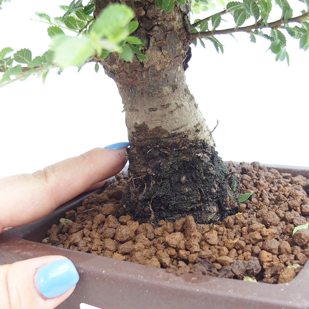 Outdoor bonsai - Ulmus parvifolia Hokkaido - Chinese elm