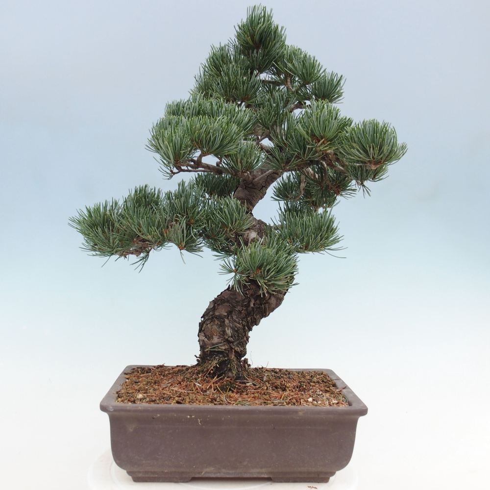 Outdoor bonsai - Pinus parviflora - Small pine tree