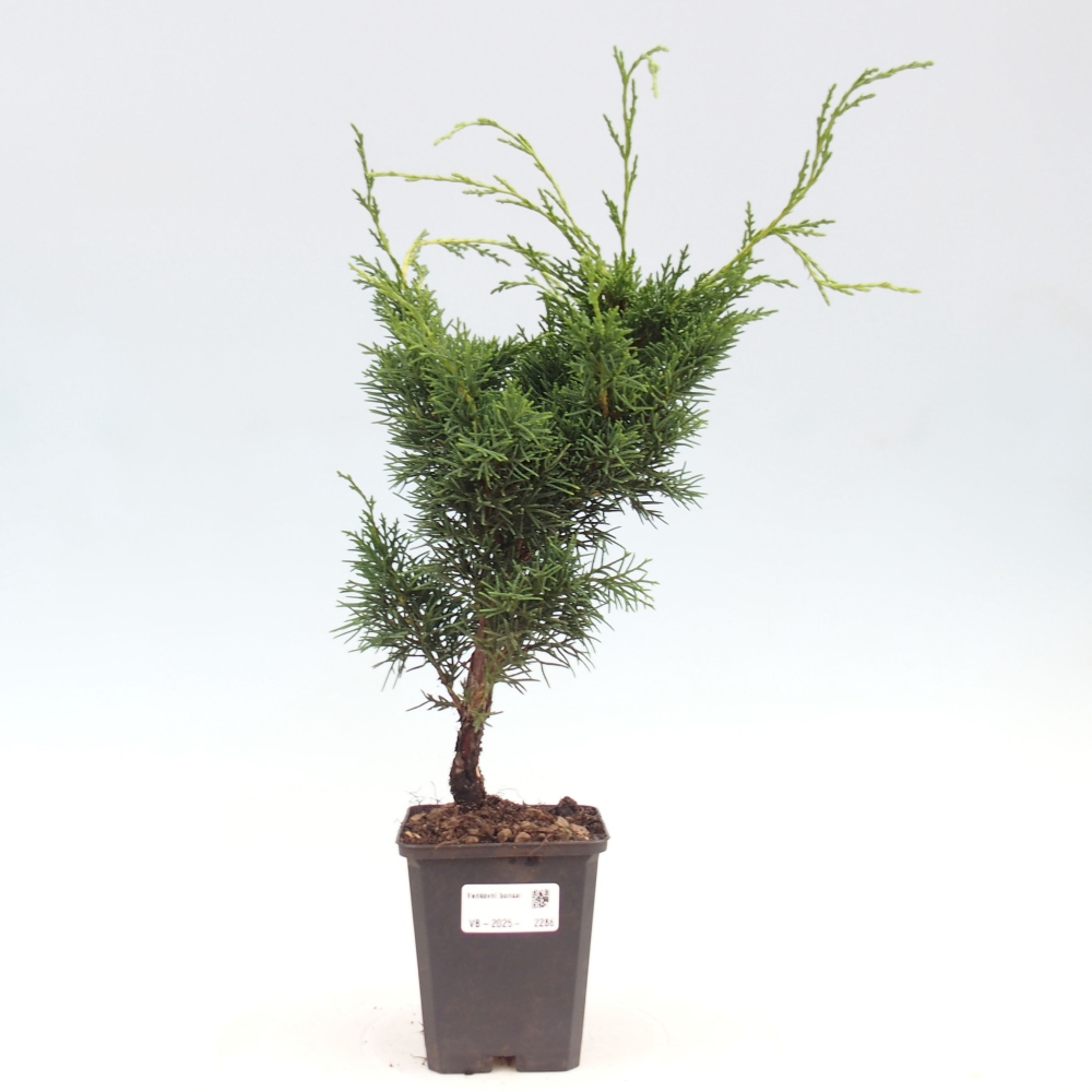 Outdoor bonsai - Juniperus chinensis Kishu - Chinese juniper