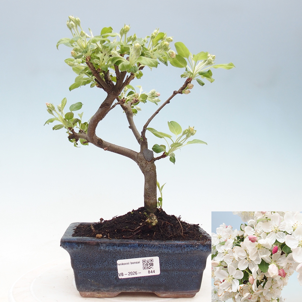 Outdoor bonsai -Malus halliana - Small-fruited apple tree