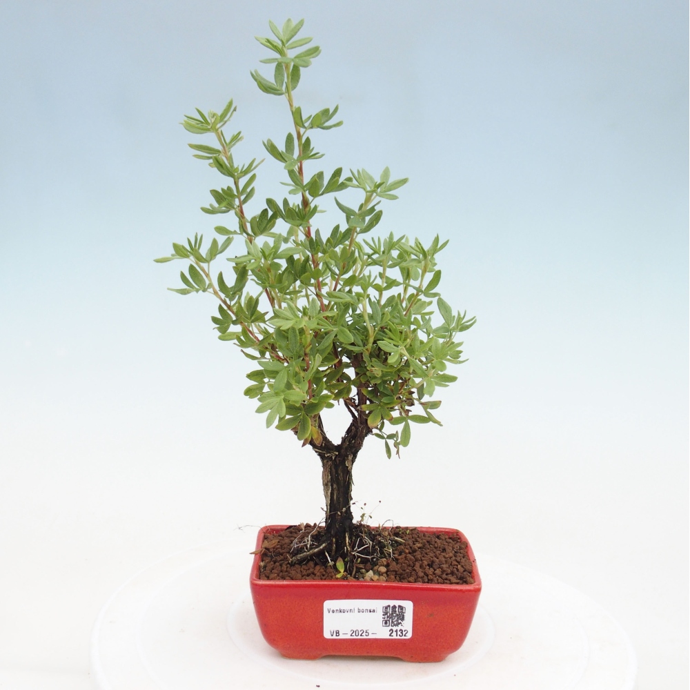 Outdoor bonsai-Cinquefoil - Potentila fruticosa yellow Bird