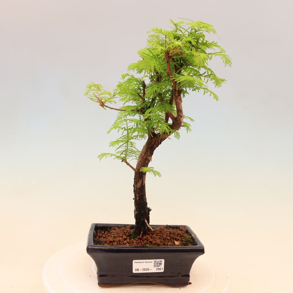 Outdoor bonsai - Metasequoia glyptostroboides - Chinese Metasequoia