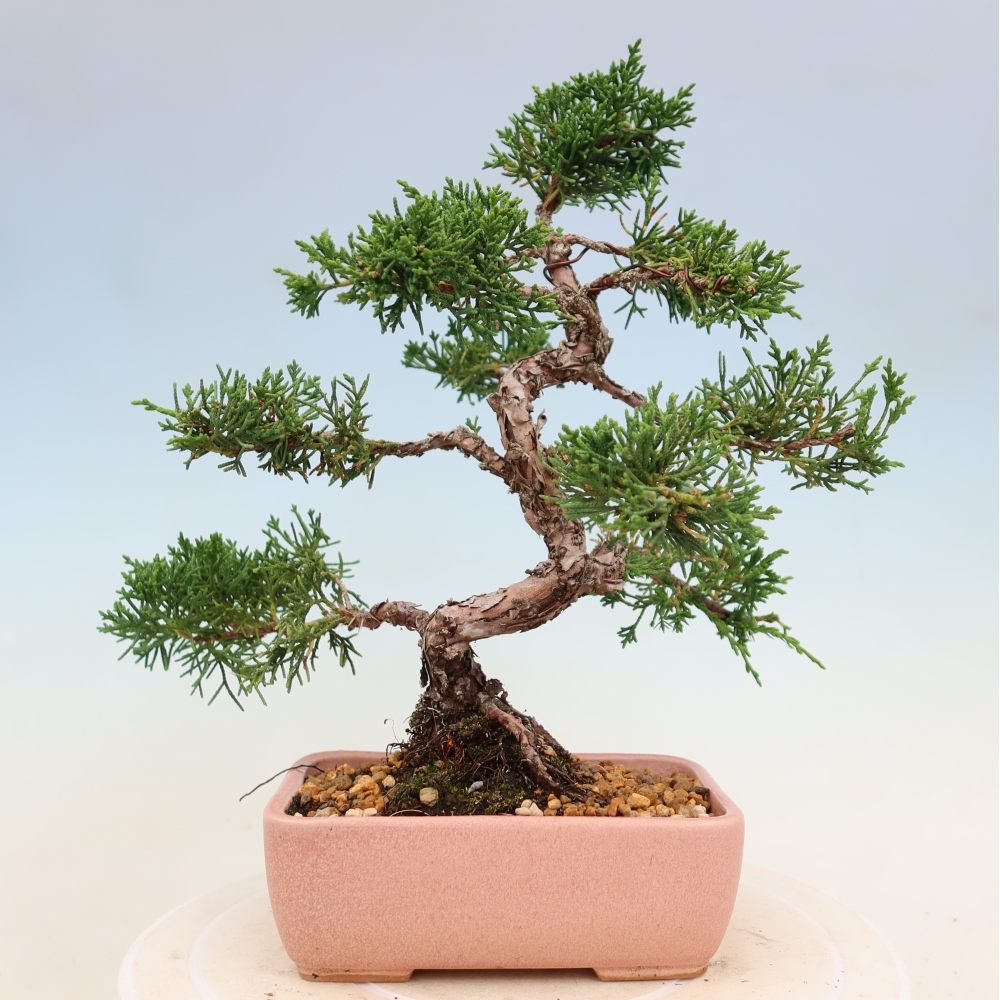 Outdoor bonsai - Juniperus chinensis Kishu
