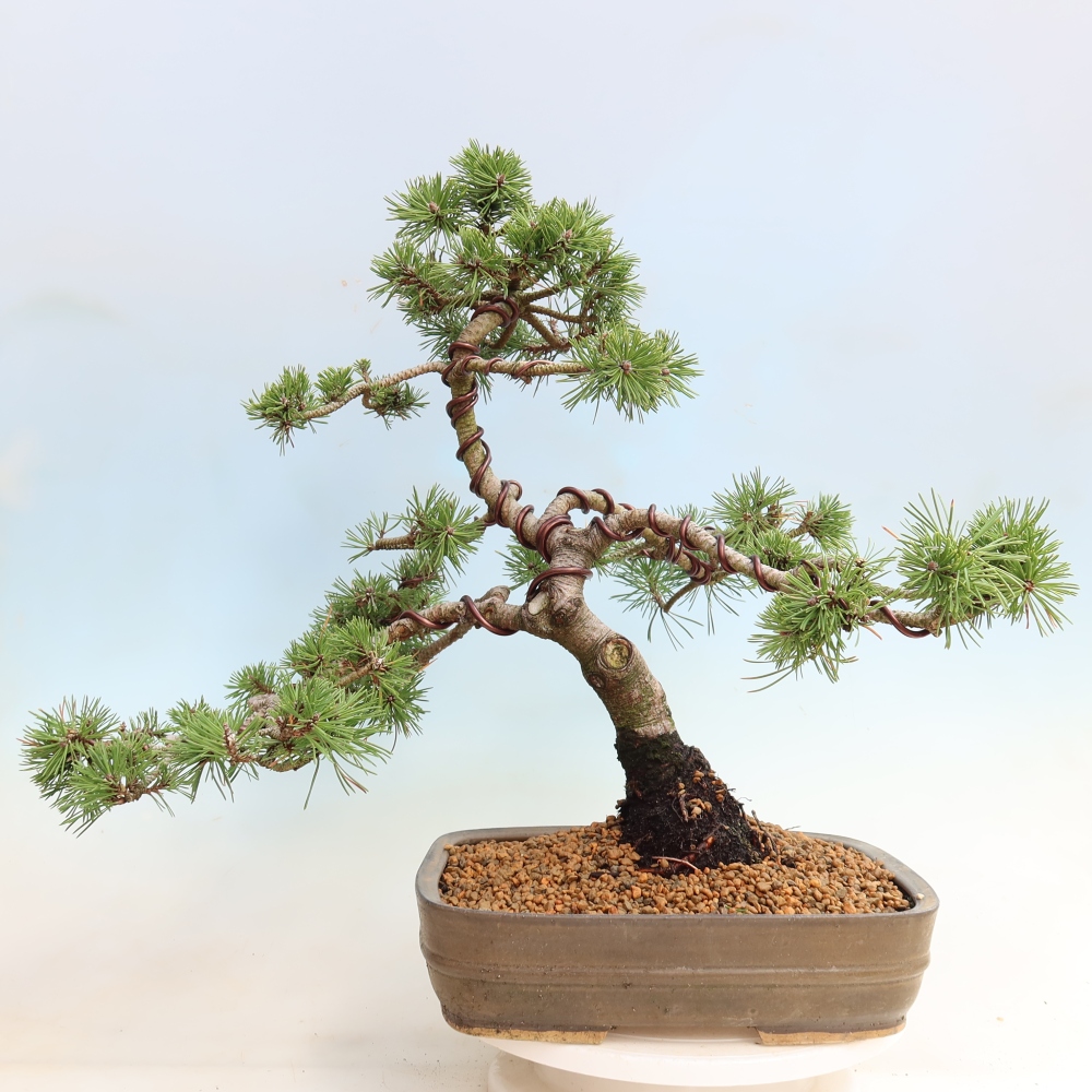 Outdoor Bonsai - Pinus mugo Humpy  - Mountain Pine