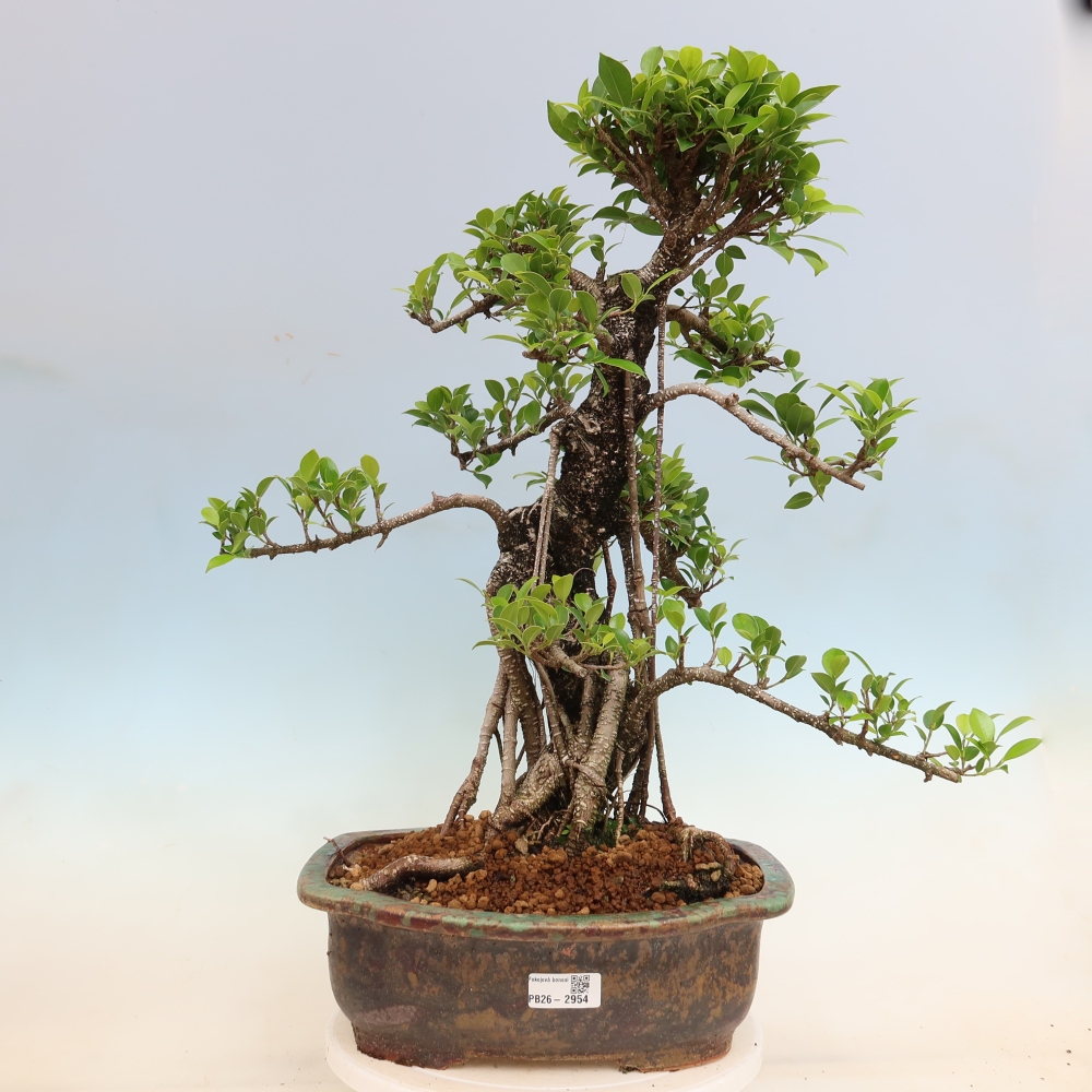 Room bonsai - Ficus kimmen - small-leaved ficus
